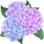 Hydrangea