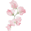 Sweet Pea