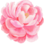 Peony