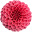 Dahlia
