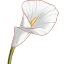 Calla Lily